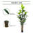 Dracaena Marginata Plant-282626943