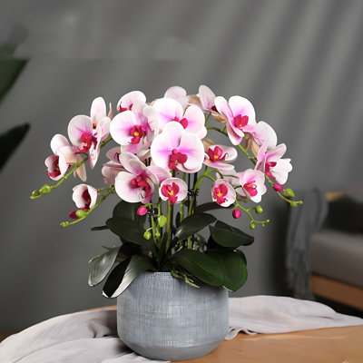 Orchid Arrangement in Pot