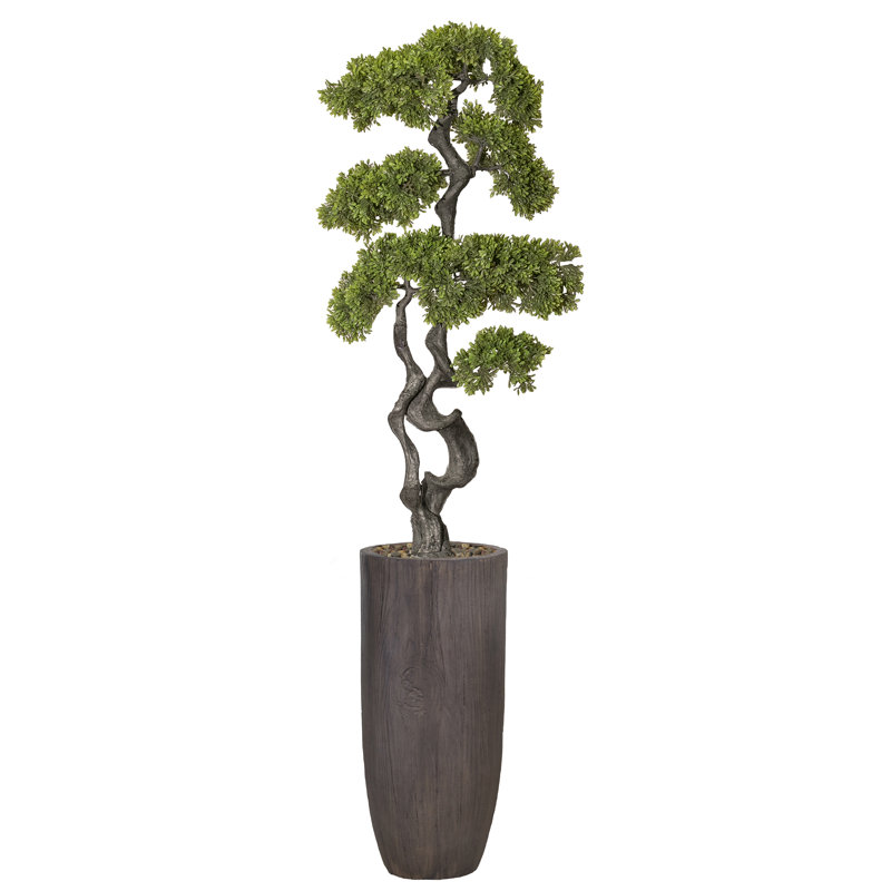 Panama Bonsai en pot