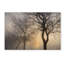 «Mystic Trees with Owl», reproduction de photo sur toile tendue-32709752