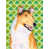 Collie à poil court sélectionné