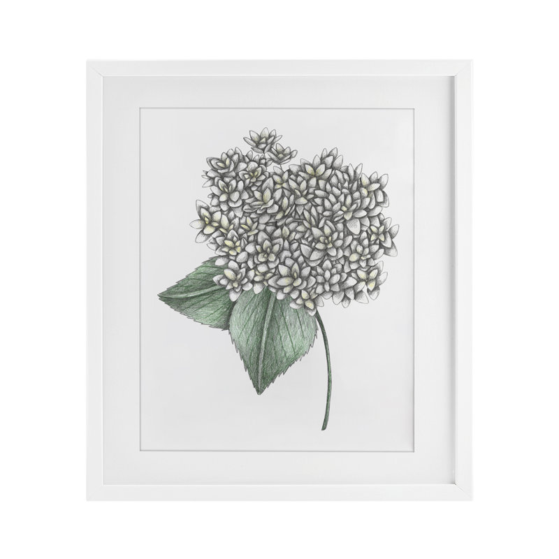  Hortensia croquis, impression encadrée sous verre, design par Cecilia Battaini, H 21 po x l 17 po, Cadre blanc côtier