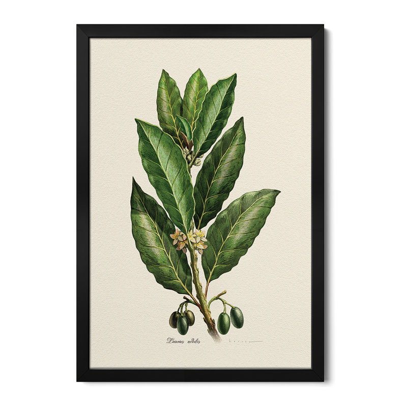 «Botany Laurus Nilis» - reproduction d'art murale - affiche de galerie, H 32 po x l 24 po