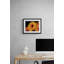 Gerberas Print by Tom Kostes