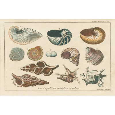 Gravures de coquillages I