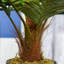Charleston 60cm Faux Palm Plant in Pot