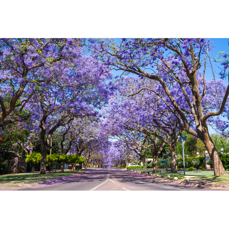 Jacaranda Trees - Wrapped Canvas Print, 30cm H x 46cm W x 3.8cm D