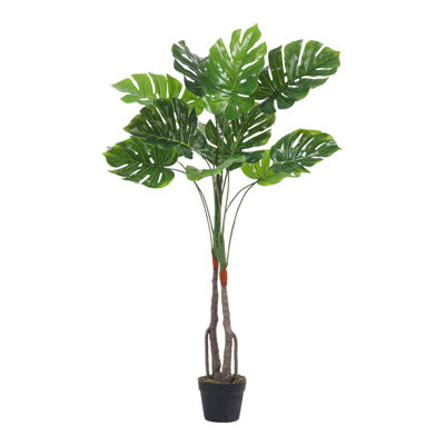 120cm Plant