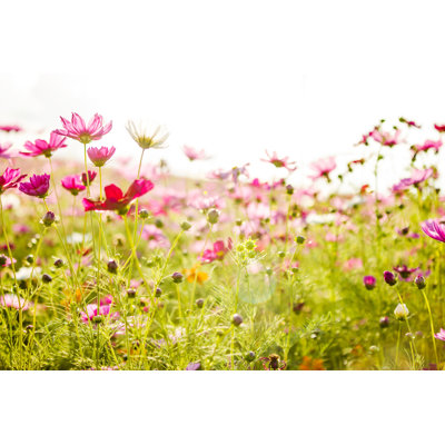 " Cosmos Flowers " by Artpritsadee