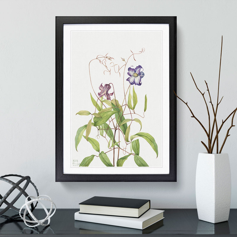 Curly Clematis by Mary Vaux Walcott - Picture Frame Painting, Black Framed, 48cm H x 36cm W x 2cm D