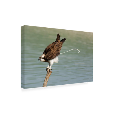 Bolog Samir. H Osprey Canvas Art