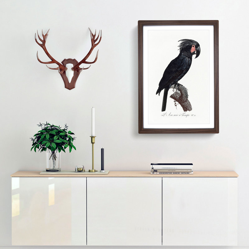 Palm Cockatoo by F. Levaillant - Framed Print, 36cm H x 27cm W x 2cm D, Walnut Framed