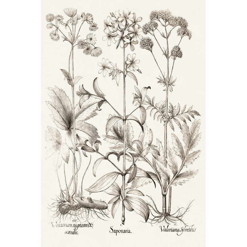 Sepia Besler Botanicals VII by Basilius Besler - Painting, 30 cm H x 20 cm W, Wrapped Canvas