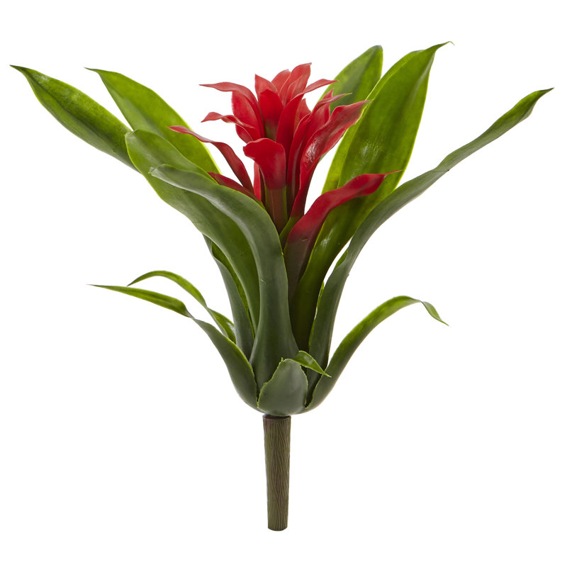 Tiges de bromeliad, Rouge