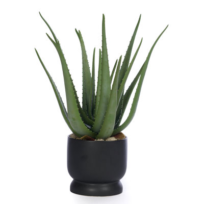 Arrangement floral succulent en pot