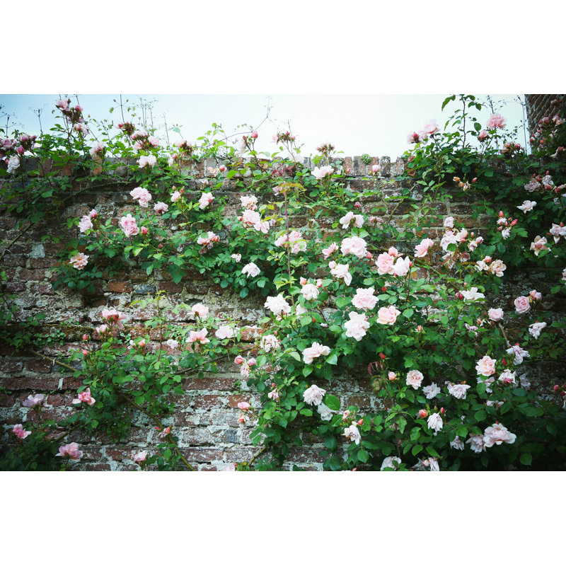 Rose rose - photographie sur toile tendue, H 8 po x l 12 po