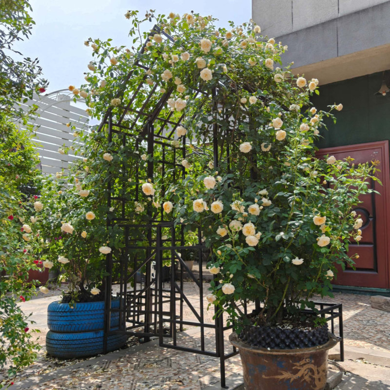 Arche de jardin en métal de 147,5 cm de large, treillis, support pour plantes grimpantes en acier galvanisé robuste, arche extérieure antirouille pour rosiers grimpants, décor de jardin.