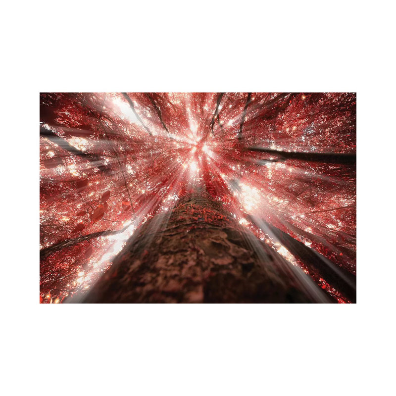 Tropical Forest XIII - Wrapped Canvas Print, 20.32cm H x 30.48cm W x 1.905cm D