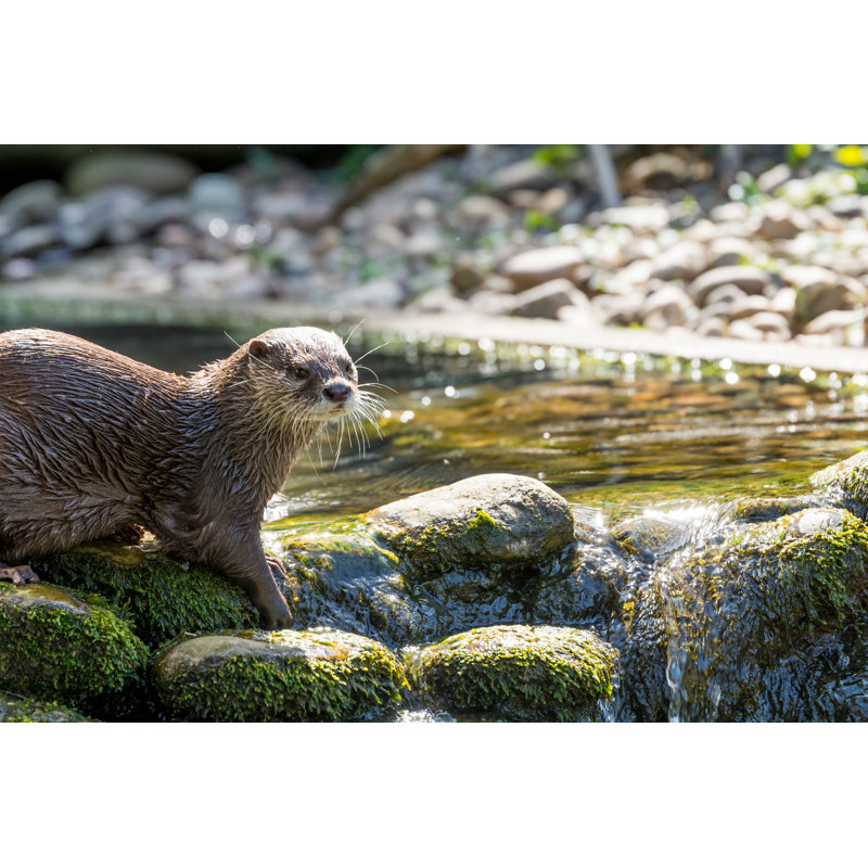 Brown Otter by Ben1183 - Wrapped Canvas Print, 30cm H x 46cm W