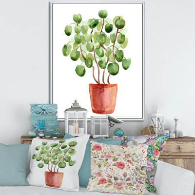 " Chinese Money Plant In Pot "