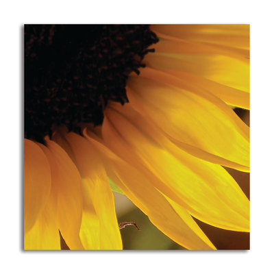 « sunlit à fleurs vi », reproduction de photo