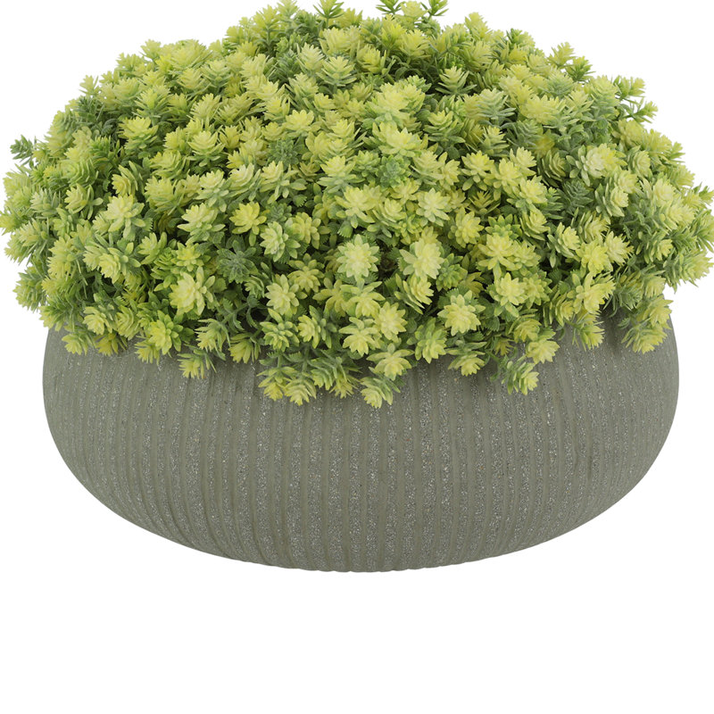 Composition de Sedum dans un pot en fibre de pierre, H 10 po x l 15 po x P 15 po