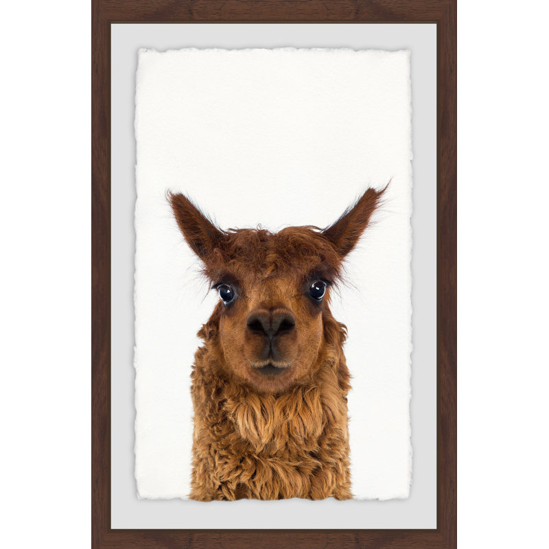 Staring Llama - Single Picture Frame Print, 46 cm H x 30 cm W
