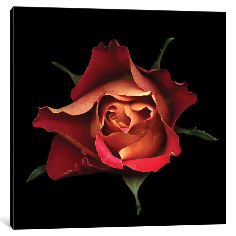 Le baiser d'une rose, reproduction de photo sur toile tendue, H 16 po x l 16 po x P 1 po, Papier d'art encadré noir, Blanc