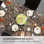 Ensemble repas pour 4 personnes Saulo-526498588