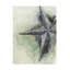 «Highland Dunes Grace Popp Found Starfish II», art mural sur toile WAG37595-856177522