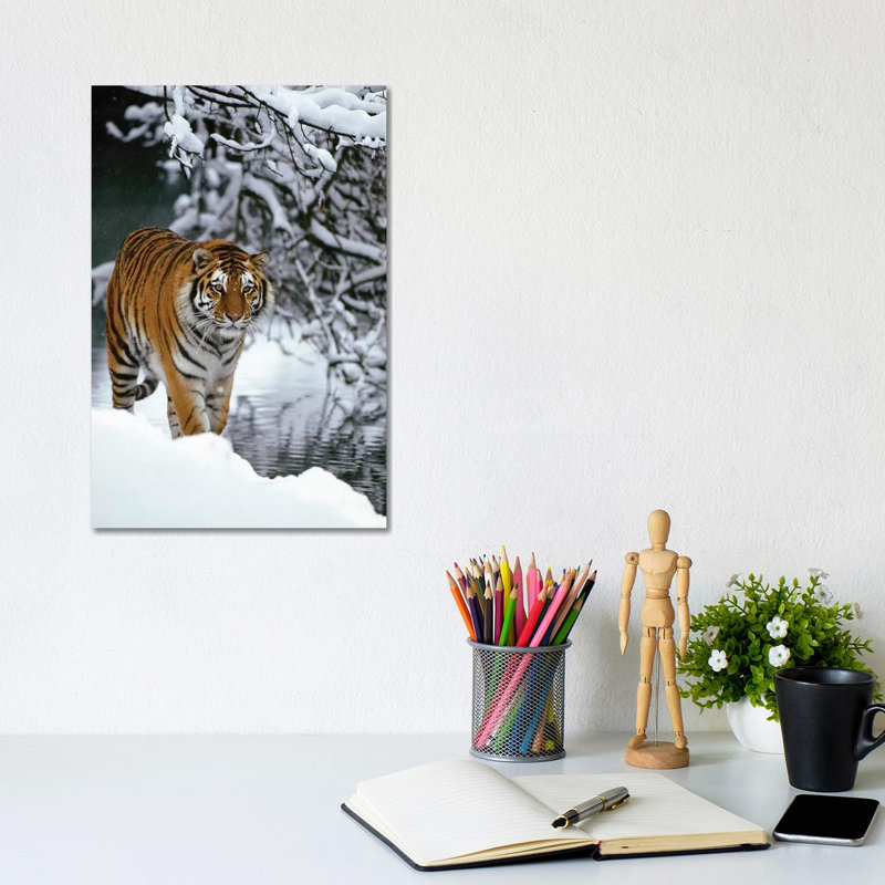 Siberian Tiger Walking In Snow, Siberian Tiger Park, Harbin, China by Konrad Wothe - Wrapped Canvas Print
