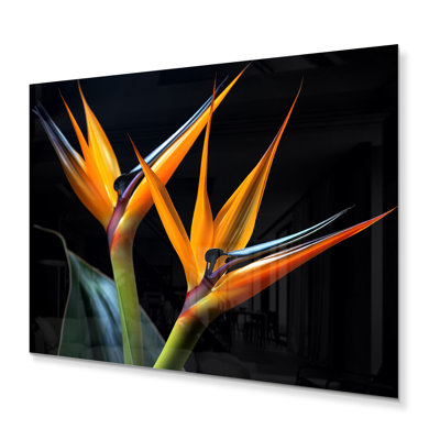 " Birds Of Paradise Flowers II "