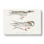 Illustration Of Tern Birds by John Edward Gray - Wrapped Canvas-55363010