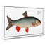 Idus Carp Fish by M.E. Bloch - Wrapped Canvas Print-55311176