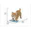Chaton lavant le sol