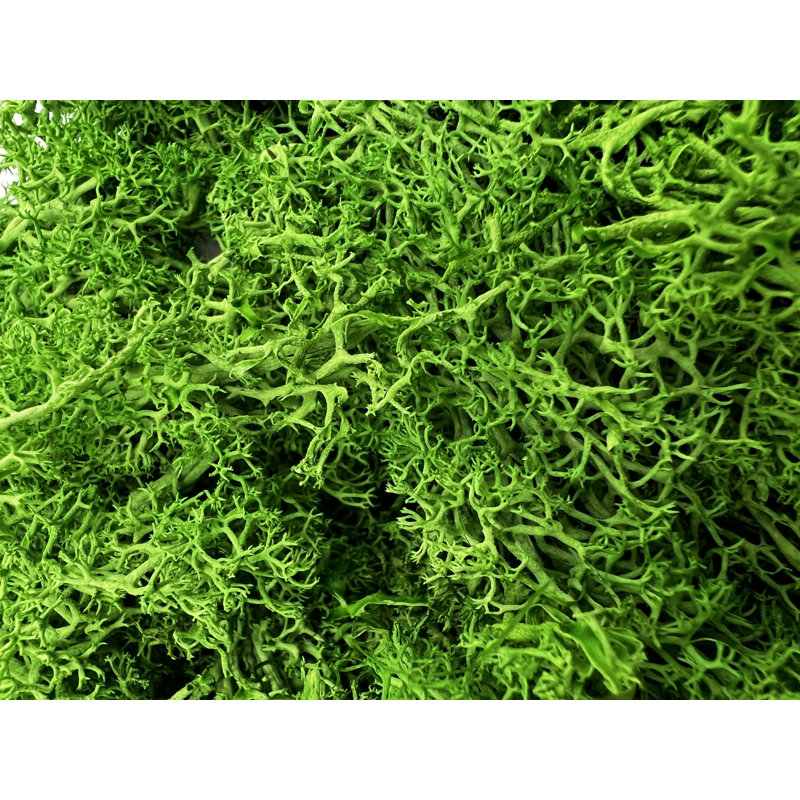 Mousse de renne préservée en vert émeraude, H 2 po x l 9,5 po x P 9,5 po