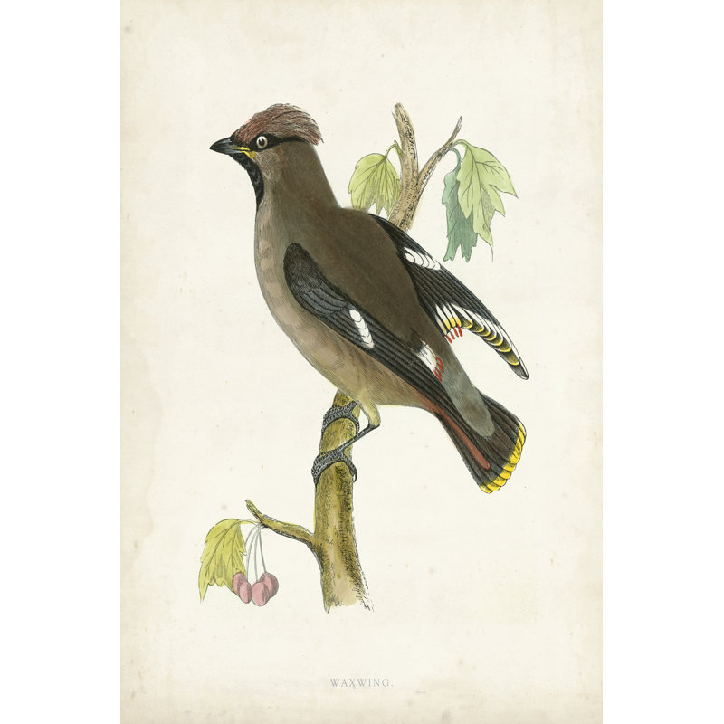 Morris Waxwing by Morris - Wrapped Canvas Print, 30cm H x 20cm W