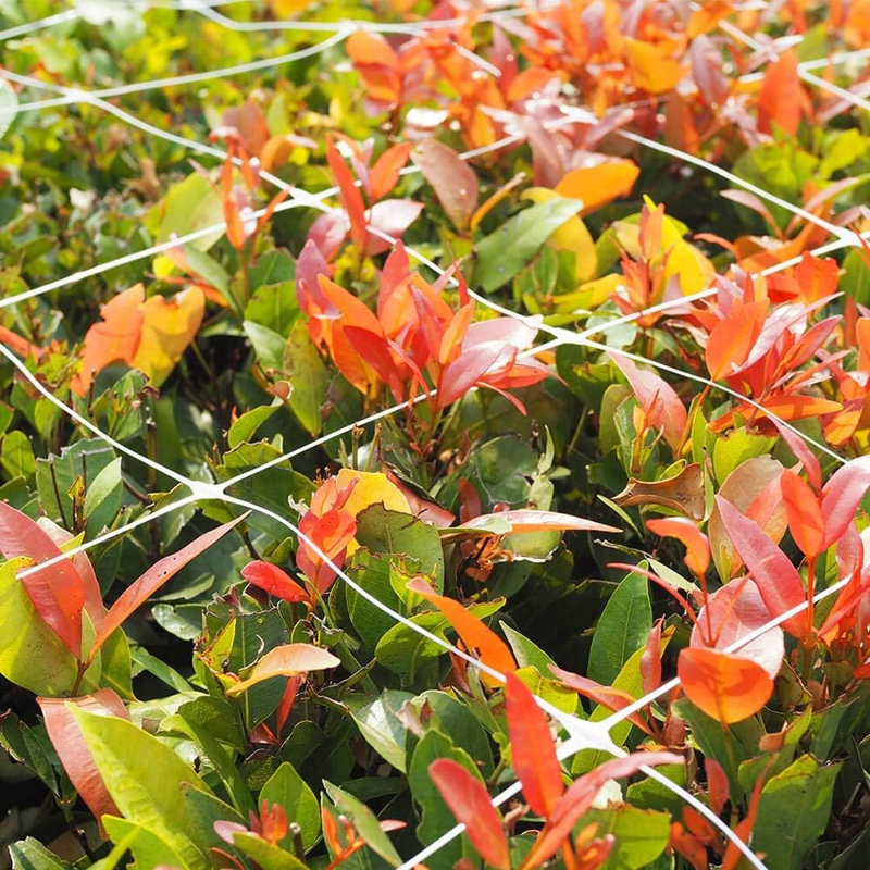 Filet en treillis en plastique robuste pour plantes grimpantes