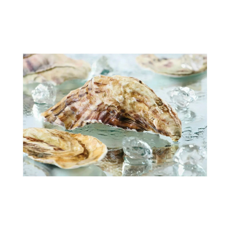 Oyster Shell by Depositphotos - Wrapped Canvas Gallery-Wrapped Canvas Giclée, 20.32cm H x 30.48cm W