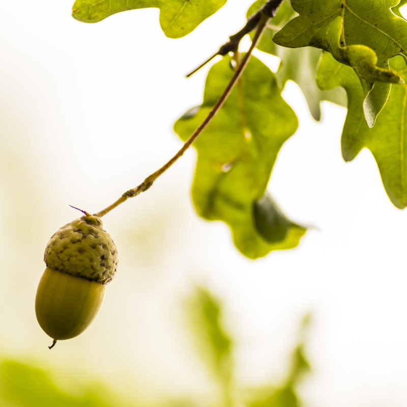 Acorn On Branch In Sunshine by Shilohartstudio - Wrapped Canvas Print, 91cm H x 91cm W x 3.8cm D