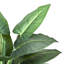 Plant-594136998