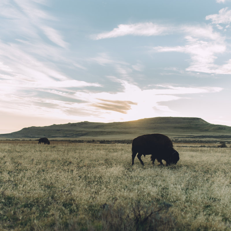 «Where the Buffalo Go» - impression, H 12 po x l 12 po, Non, Toile tendue