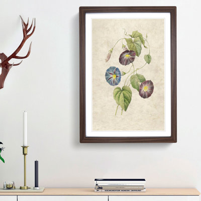 Morning Glory Flowers by Pierre-Joseph Redoute - Picture Frame Painting Print