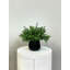 Faux Boxwood Plant in Glass Vase