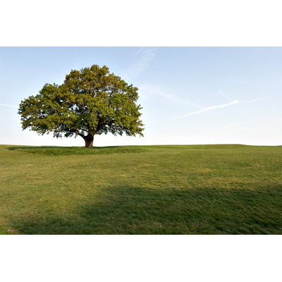A Large Full Oak Tree Isolated In Green Field In The Spring by Vandervelden - No Frame Print on Canvas