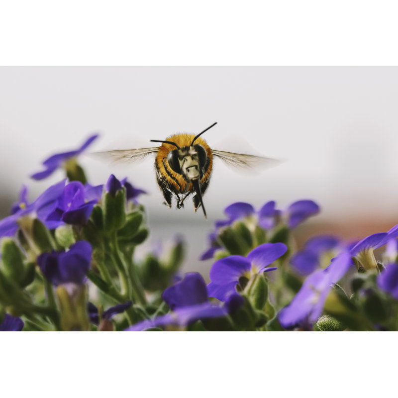 Miel d'abeille, H 8 po x l 12 po