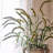 39.37'' Faux Dogtail Grass Plant-749054111