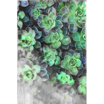Plantes grasses 2