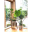 Zepeda Pot Planter