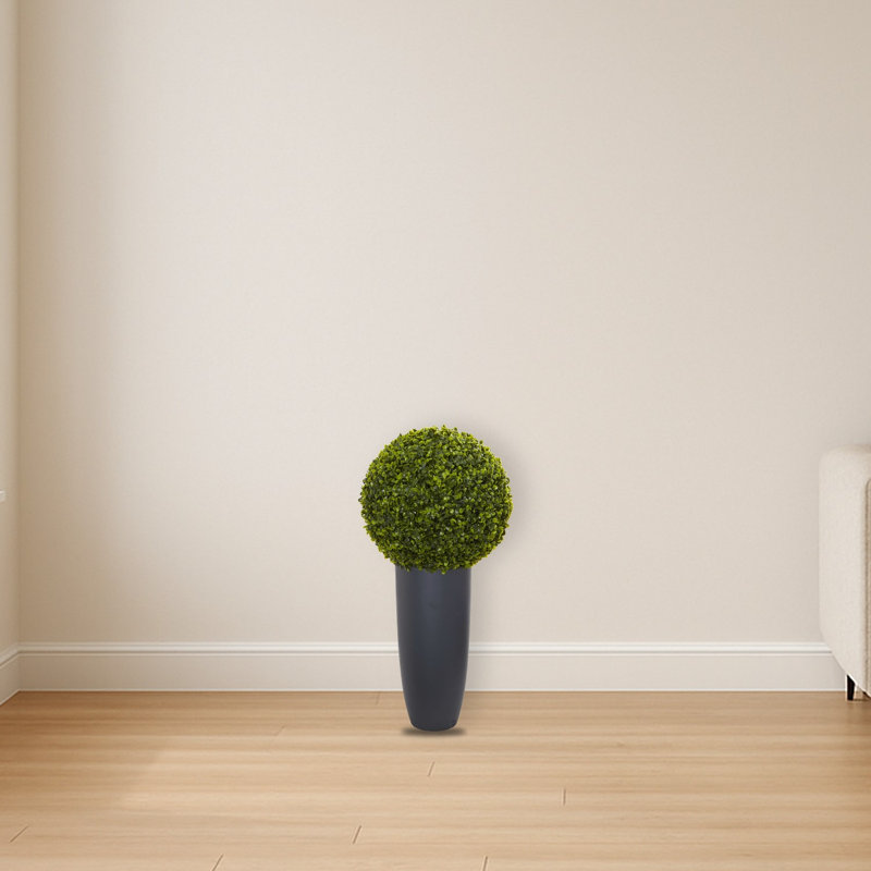 Boxwood Topiary in Planter